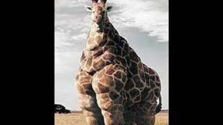 Why do giraffes have long necks Uncover the secrets of the tallest herbivores [upl. by Hett459]