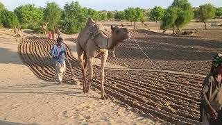 Use of Camel ﺟَﻤَﻞin cultivation of field in Thararkar Pakistananimalsthar camel desert [upl. by Aiuqenehs]