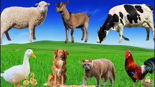 Benefits of Farm Animals Chicken Sheep Dog Cat Duck Cow  Animal Videos [upl. by Yentuoc471]