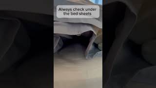 Never jump on the bed if you have a cat kitten cute animals [upl. by Bysshe]