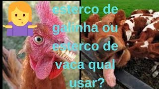 Esterco de Galinha ou esterco de Vaca qual usar [upl. by Duvall]