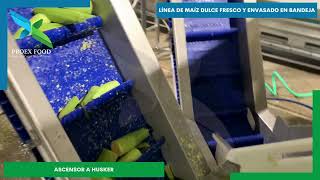 Línea de procesamiento de maíz dulce fresco envasado en bandejas Traducido al español [upl. by Oesile257]