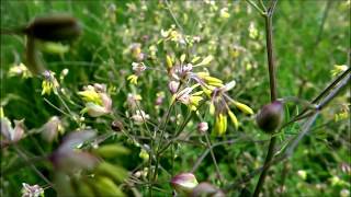 Lesser Meadowrue Thalictrum minus  Small meadowrue  20140615 [upl. by Brad]