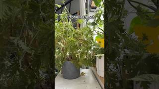 Citronella Repot shorts indoorplants garden propagation houseplants plants plantcare [upl. by Eveline]