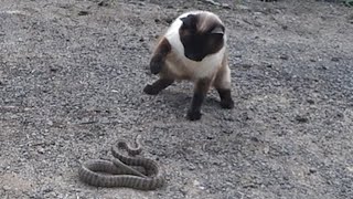 Siamese Cat Snake Fight  샴 고양이와 뱀 싸움 [upl. by Gnouh]