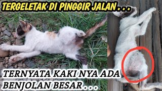 DIPONIS USUS TURUN ANAK KUCING MALANG INI HARUS DI OPERASI ‼️ [upl. by Shulman]