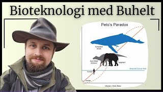 Bioteknologi  Celledeling [upl. by Alix]