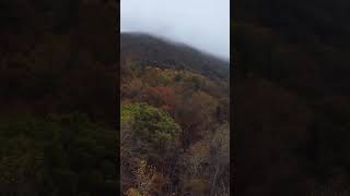 Treetop Flow fpv cinematicfpv blueridgemountains shorts dji [upl. by Lexerd967]