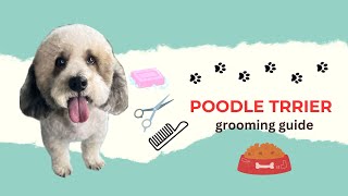 look how amazing he ispoodle trrier grooming toutariallike pro [upl. by Arlon]