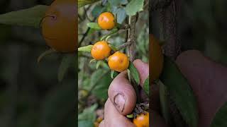 Argeria pilosa fruits [upl. by Ever]