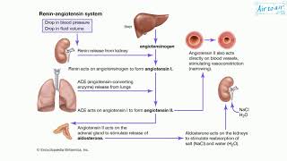 angiotensin II [upl. by Ardnoed]