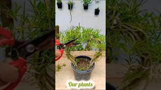 First Pruning after result shorts plants [upl. by Sisi]