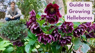 Hellebores  Complete Growing Guide  Best Evergreen Shade Perennial [upl. by Polly]