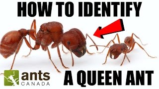 How To Identify a Queen Ant [upl. by Karoly]