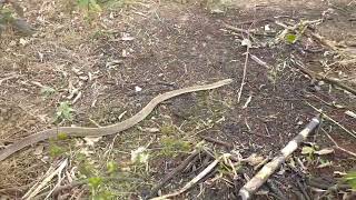 A cobra corre campo no quintal de 🏡 [upl. by Arakat683]