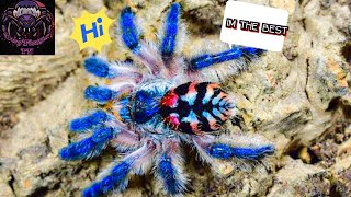 TOP 10 MOST BEAUTIFUL TARANTULA IN THE WORLD [upl. by Gnilsia420]