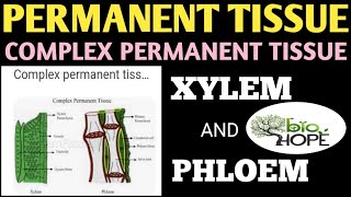 COMPLEX PERMANENT TISSUE [upl. by Mckeon]