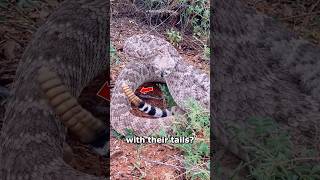 How do Rattlesnake Rattles Make Sound 🐍🤔 [upl. by Dulcinea]