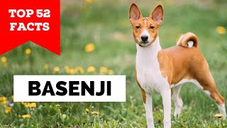 99 of Basenji Owners Dont Know This [upl. by Charmine]