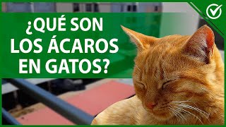 🐱 Ácaros en gatos Qué son Tipos Síntomas y Tratamiento 🐱 [upl. by Jock]