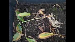 Planting a new lilyofthevalley hybrid Convallaria majalis Bordeaux 4K [upl. by Anitnoc427]