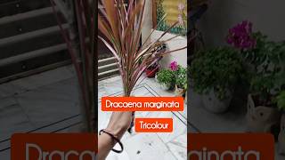 How to grow draceena marginata plant with cutting gardeningnatureshorts youtubeshorts [upl. by Ennayelhsa]