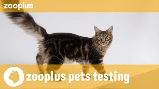 Nala amp Simba  zooplus pets testing Royal Canin Kitten [upl. by Lontson51]