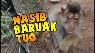 AYU DEWI  Nasib Baruak Tuo  Lagu Dendang Minang Terbaru [upl. by Noivax196]