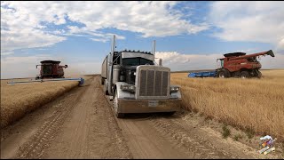 The Best Wheat Harvest Video on YouTube [upl. by Tufts271]