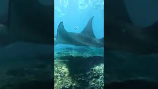 Stingray or Batoids Fish shortvideo short [upl. by Roobbie138]