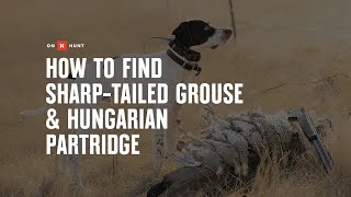 How To Find Sharptailed Grouse amp Hungarian Partridge [upl. by Eeldarb]