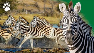 Zèbre en danger  Une course pour la vie  Botswana  Documentaire Animalier  HD  AMP [upl. by Cointon]