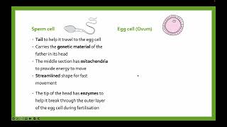 Gametes sex cells  GCSE Biology [upl. by Lockwood663]