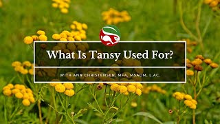 What Is Tansy Used For [upl. by Delle556]