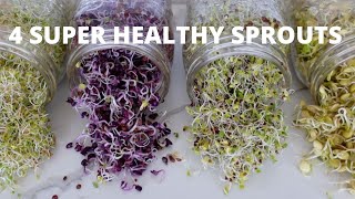 How To Grow Sprouts at Home  4 Super Healthy Sprouts [upl. by Nandor]