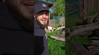 Giddy Goats WhittAcres enjoynaturetoday homesteadinglife [upl. by Aba710]