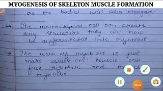 MYOGENESIS OF SKELETON MUSCLE FORMATION [upl. by Araic]