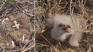 SWFL Bald Eagles 🐥 E23 holds down the fort while parents are out 😉 2024 Jan 5 [upl. by Vaules]