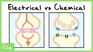 Electrical vs Chemical Synapse Explained Gap Junctions  Clip [upl. by Alfy507]