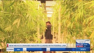 Growing concern for cannabis business owners with conflicts navigating federal law [upl. by Aiello724]