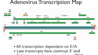 Virology 2012 Lecture 8 Transcription [upl. by Nohsyar]