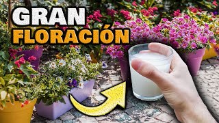 Cómo hacer ABONO ORGÁNICO CASERO paso a paso🌱  Mejores fertilizantes caseros 🍌 [upl. by Delorenzo]