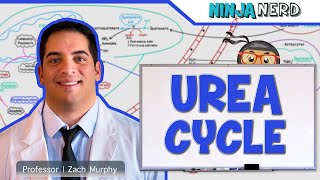 Metabolism  Urea Cycle [upl. by Pangaro]