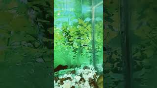 Guppies and mollies fish guppy aquarium mollyfish fishaquarium shortvideo youtubeshorts [upl. by Ahsier]