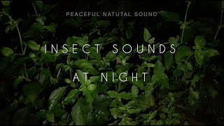 Insect Sounds At Night ASMR  Peaceful Natural Sounds [upl. by Codding]