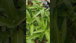 Hervesting vegetablehomemade farming greenfood [upl. by Esinehc770]