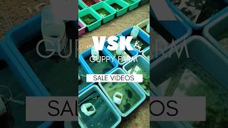 Guppy sale video  vsk guppy farm  guppy  vsk  guppy fish  9750635389 [upl. by Olivie]