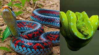 10 Most Beautiful Snakes In The World [upl. by Elohcan]