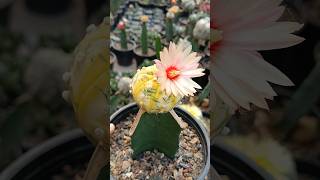 Beautiful Astrophytum Asterius Variegated bloom ❤️❤️ [upl. by Eboj]