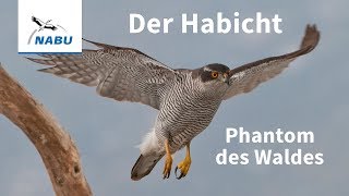 Der Habicht Vogel des Jahres 2015 [upl. by Chelsie850]